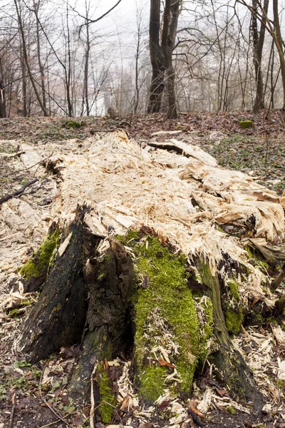 Wet rotting tree trunk — Stock Photo, Image