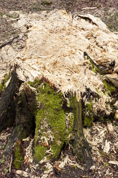 Гниющий ствол дерева — стоковое фото