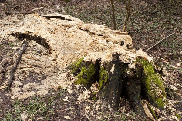 Nass verrottender Baumstamm — Stockfoto