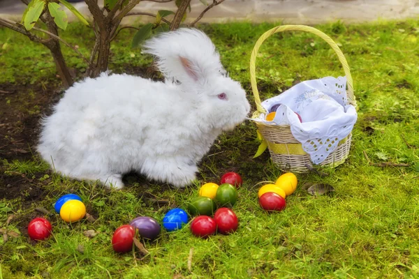 Conejito de angora de Pascua esponjoso con huevos de Pascua —  Fotos de Stock