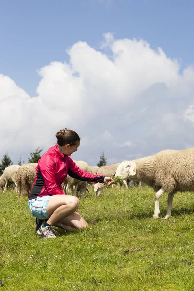 Pretty young woman feeding sheep — Stock Photo, Image