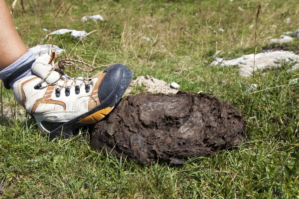 Menschlicher Stiefel tritt auf Kuhscheiße — Stockfoto