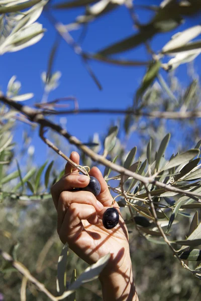 Skörda oliver för hand — Stockfoto