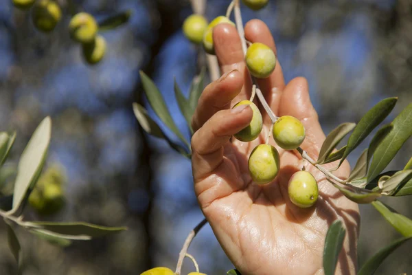 Oliven von Hand ernten — Stockfoto