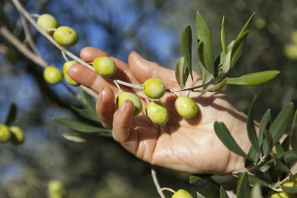 el ile zeytin hasadı