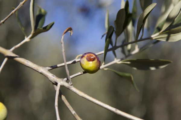 Olives endommagées par la mouche des fruits d'olivier et la maladie de Medfly — Photo