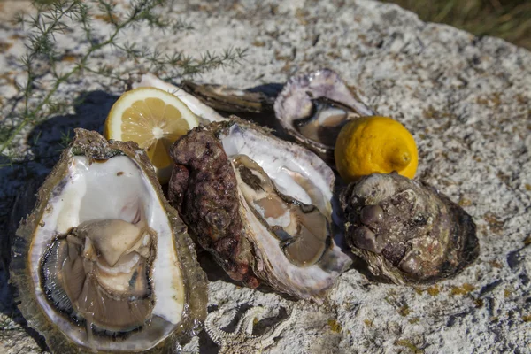 Frisch gepflückte Austern an der Küste — Stockfoto