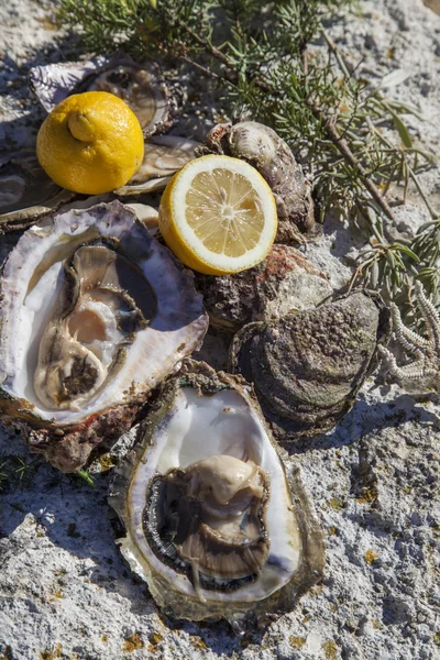 Fresh picked oysters on sea coast — Stock Photo, Image