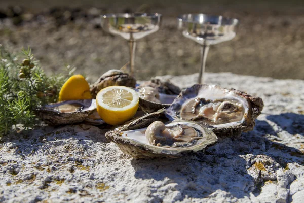 Frisch gepflückte Austern an der Küste mit Silbergläsern — Stockfoto