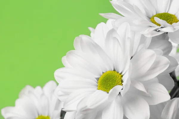 Weiße Blumen auf blauem Grund — Stockfoto