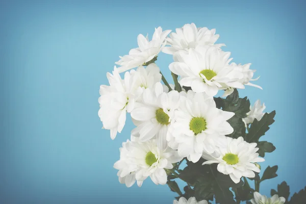 Flor branca em azul — Fotografia de Stock