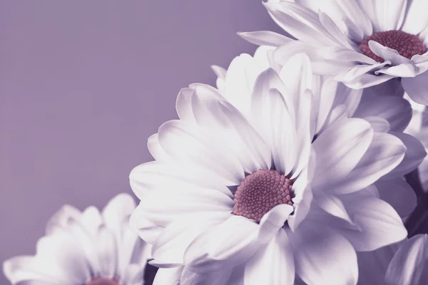 Weiße Chrysanthemen Hintergrund — Stockfoto