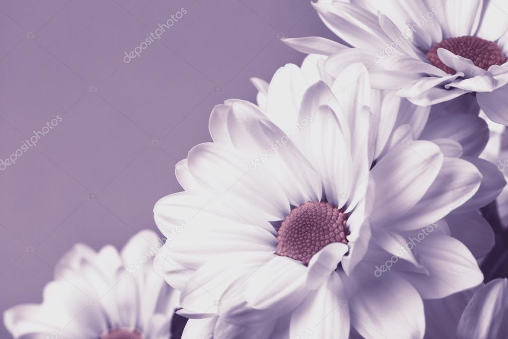 white chrysanthemums background