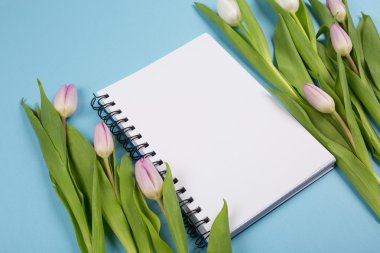 Mavi arka planda pembe laleler