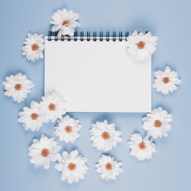 Beyaz çiçeklerin Kasımpatı 