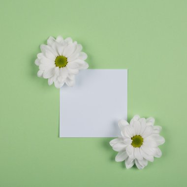 Beyaz çiçeklerin Kasımpatı