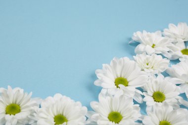 beyaz çiçekler arka plan