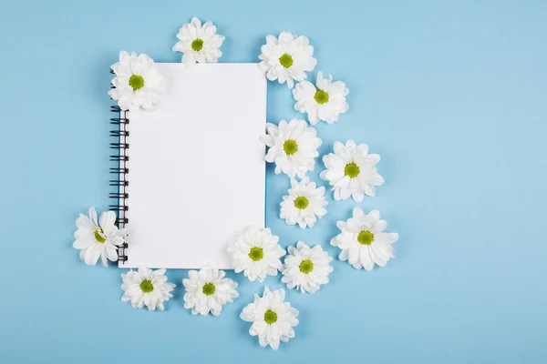 Krizantem beyaz çiçekler — Stok fotoğraf