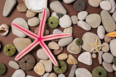 Deniz yıldızı ile arka plan