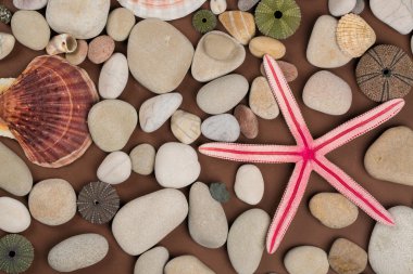 Deniz kabuğu ve denizyıldızı arka plan