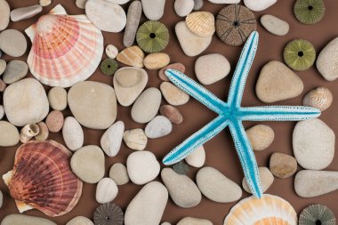 Deniz kabuğu ve denizyıldızı arka plan
