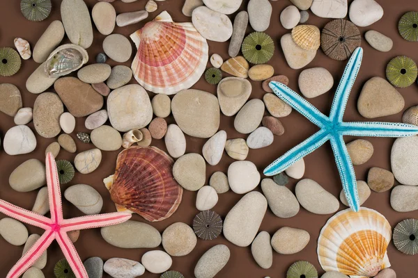 Concha e fundo de estrela do mar — Fotografia de Stock