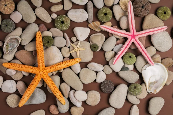 Achtergrond met schelpen en starfish — Stockfoto