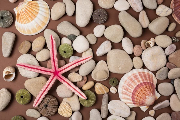 Hintergrund aus Kieseln, verschiedenen Muscheln und Seesternen — Stockfoto