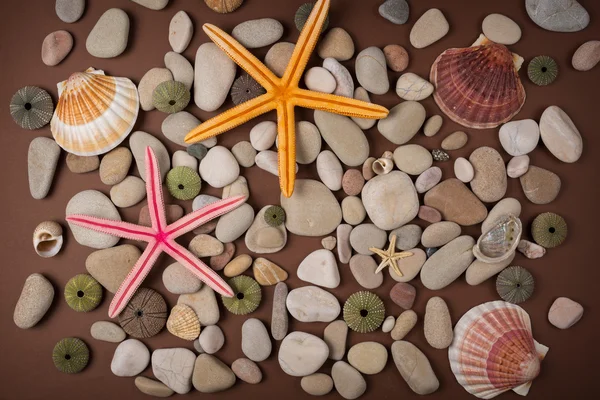 Achtergrond van keien, verschillende shells en zeesterren — Stockfoto