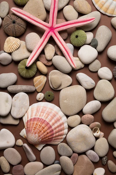 Fondo de guijarros, diferentes conchas y estrellas de mar — Foto de Stock