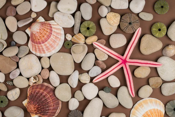 Fondo de guijarros, diferentes conchas y estrellas de mar — Foto de Stock