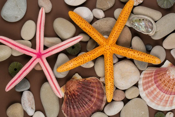 Concha e fundo de estrela do mar — Fotografia de Stock
