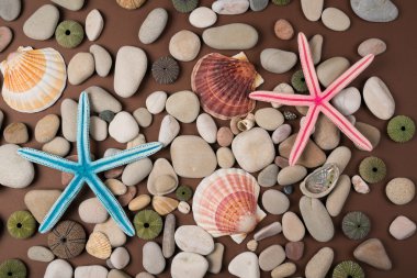 farklı kabukları ve starfishes