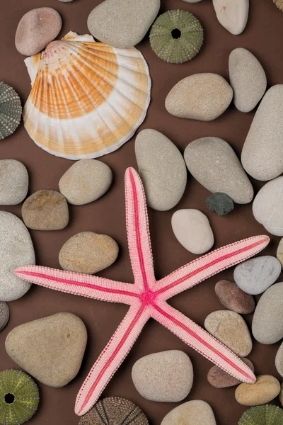 Pozadí, různé prostředí a starfishes — Stock fotografie