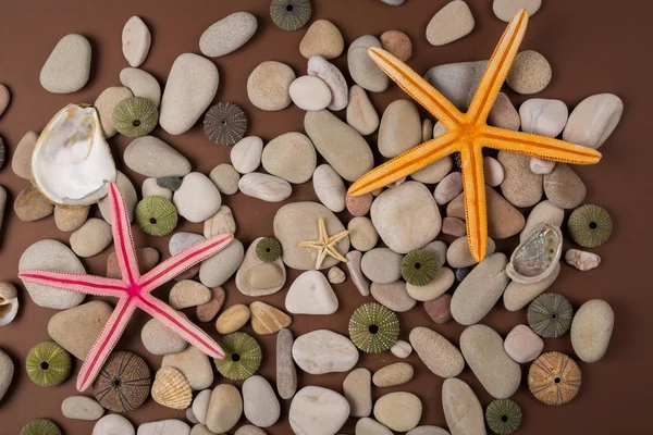 Hintergrund mit Muscheln und Seesternen — Stockfoto