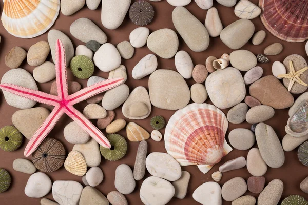 Skořápky a starfishes — Stock fotografie