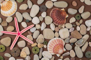  farklı kabukları ve starfishes