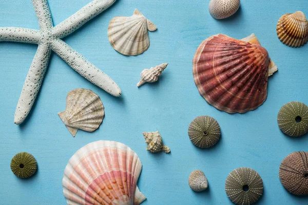 Zeesterren Schelpen Houten Ondergrond — Stockfoto