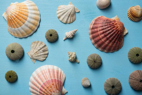 Mavi ahşap arka planda deniz kabukları olan yaz zamanı konsepti