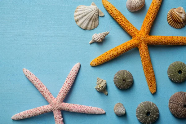 木の背景に海の星や貝殻 — ストック写真
