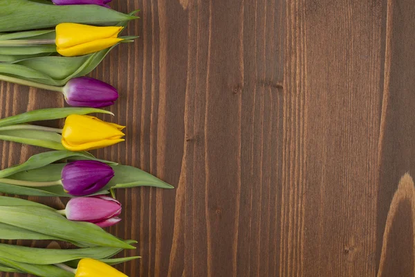 Tulpe — Stockfoto