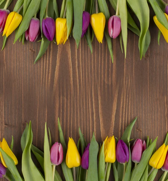 Tulip — Stock Photo, Image