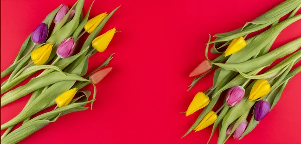 Tulpen — Stockfoto