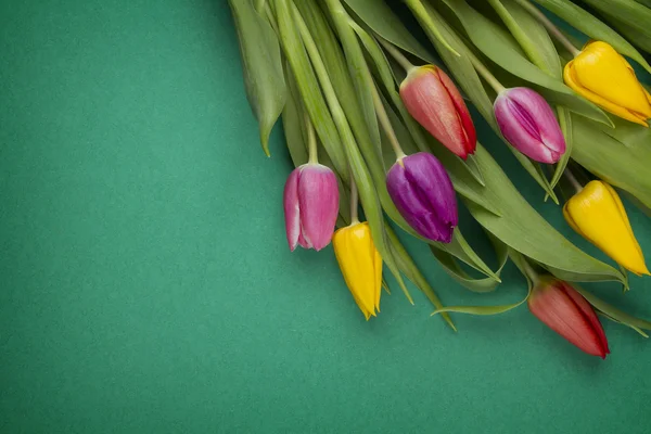 Tulips — Stock Photo, Image