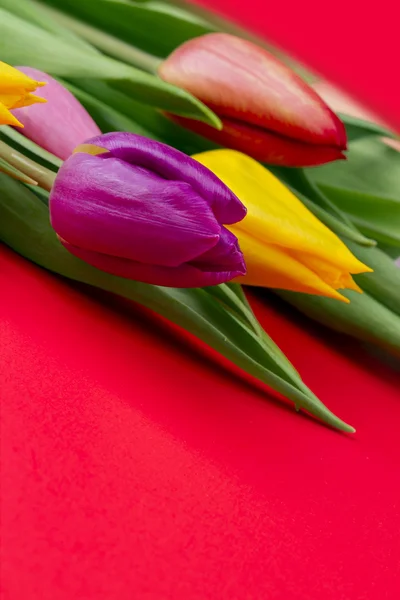 Flower — Stock Photo, Image