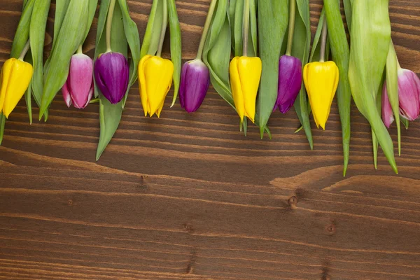 Tulip — Stock Photo, Image