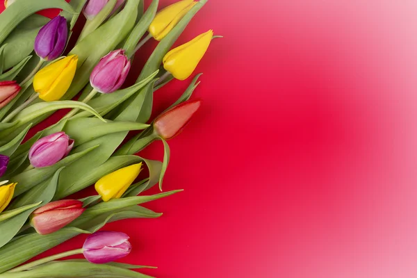 Spring flowers — Stock Photo, Image