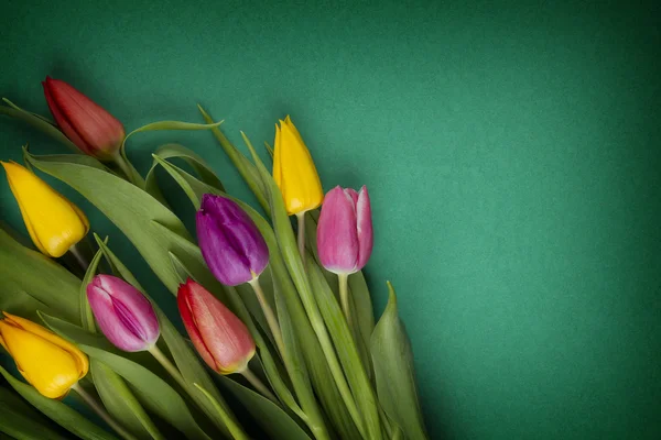 Tulips — Stock Photo, Image