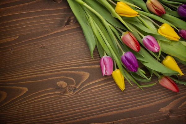 Tulips — Stock Photo, Image