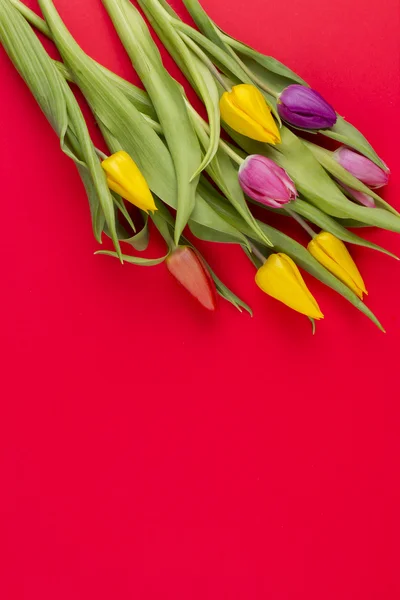 Tulips — Stock Photo, Image